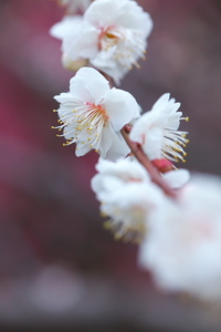 Canon EOS 5D MarkII ＆ EF100mm F2.8L マクロ IS USM 岩本山公園(2011.02.20)