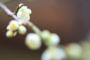 Canon EOS 5D MarkII & EF100mm F2.8L マクロ IS USM 岩本山公園(2011.02.20)