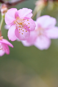 Canon EOS 5D MarkII ＆ EF100mm F2.8L マクロ IS USM 岩本山公園(2011.02.20)