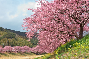 Canon EOS 5D MarkII ＆ EF24-70mm F2.8L USM みなみの桜(2011.02.27)