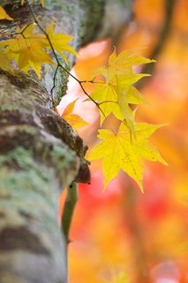 Canon EOS 5D MarkII & EF70-200mm F4L IS USM 西臼塚駐車場(2010.10.31)