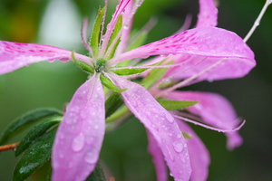 Canon EOS 5D MarkII & EF100mm F2.8L マクロ IS USM 庭の植物たち(2011.05.01)