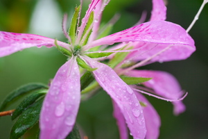 Canon EOS 5D MarkII ＆ EF100mm F2.8L マクロ IS USM 庭の植物たち(2011.05.01)