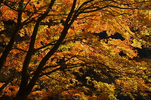 Canon EOS 5D MarkII & EF17-40mm F4L USM 須津川渓谷(2010.11.28)