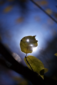 Canon EOS 5D MarkII & EF0100mm F2.8L マクロ IS USM 愛鷹広域公園(2010.12.06)