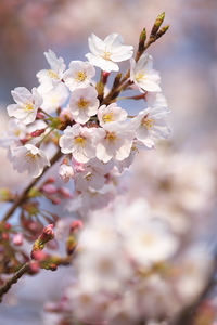 Canon EOS 5D Mark II ＆ EF200mm F2.8L II USM 香貫山(2010.03.27)