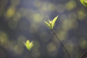 Canon EOS 5D Mark II & EF200mm F2.8L II USM 香貫山(2010.03.27)