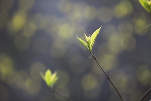 Canon EOS 5D Mark II ＆ EF200mm F2.8L II USM 香貫山(2010.03.27)