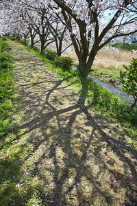 Canon EOS 5D Mark II & EF24-70mm F2.8L USM 松崎町(2010.04.03)