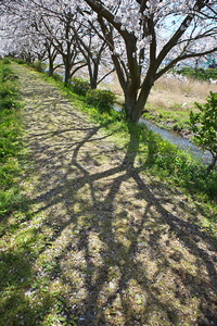 Canon EOS 5D Mark II ＆ EF24-70mm F2.8L USM 松崎町(2010.04.03) 