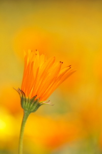 Canon EOS 5D Mark II & EF100mm F2.8L マクロ IS USM 松崎町(2010.04.03)