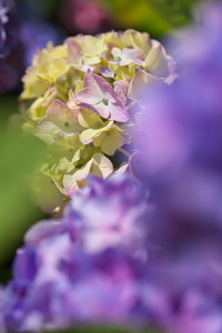 Canon EOS 5D MarkII & EF100mm F2.8L マクロ IS USM 沼津市アクアプラザ遊水池(2010.07.04)