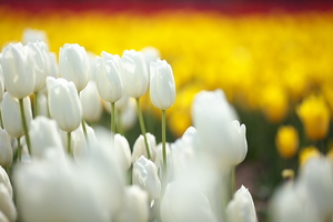 Canon EOS 5D MarkII & Canon EF135mm F2L USM なばなの里(2009.03.28)