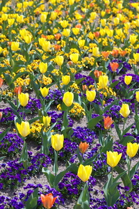 Canon EOS 5D MarkII & Canon EF100mm F2.8 マクロ USM なばなの里(2009.03.28)
