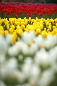 Canon EOS 5D MarkII & Canon EF135mm F2L USM なばなの里(2009.03.28)