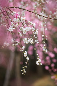 Canon EOS 5D MarkII & Canon EF200mm F2.8L II USM なばなの里(2009.03.28)