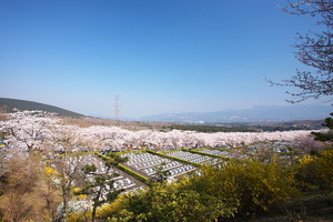 Canon EOS 5D MarkII & Canon EF17-40mm F4L USM 富士霊園(2009.04.11)