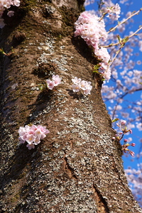 Canon EOS 5D MarkII & Canon EF24-70mm F2.8L USM 富士霊園(2009.04.11)