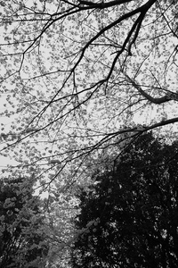 Canon EOS 5D MarkII & Canon EF24-70mm F2.8L USM 門池公園(2009.04.04)