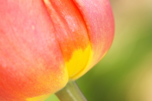 Canon EOS 5D MarkII ＆ Canon EF100mm F2.8 マクロ USM 山中湖 花の都公園(2009.04.29)