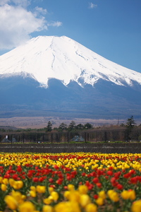 Canon EOS 5D MarkII & Canon EF100mm F2.8 マクロ USM 山中湖 花の都公園(2009.04.29)