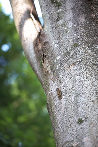 Canon EOS 5D MarkII & EF100mm F2.8L マクロ IS USM 昭和記念公園(2010.09.19)