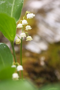 Canon EOS 5D MarkII ＆ Canon EF100mm F2.8 マクロ USM すずらんの里(2009.05.31)