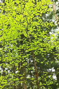 Canon EOS 5D MarkII & Canon EF24-70mm F2.8L USM すずらんの里(2009.05.31)