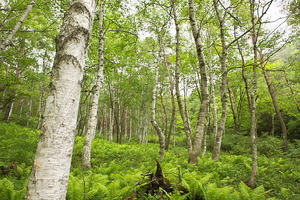 Canon EOS 5D MarkII ＆ Canon EF24-70mm F2.8L USM すずらんの里(2009.05.31)