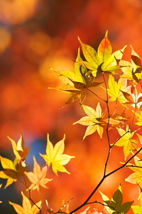 Canon EOS 5D MarkII & EF200mm F2.8L II USM 愛鷹広域公園(2010.12.05)