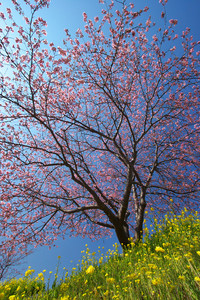 Canon EOS20D & Canon EF-S10-22mm F3.5-4.5 USM 南伊豆町(2008.02.24)