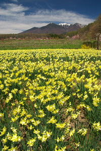 Canon EOS20D & SIGMA 18-50mm F2.8 EX DCフィオーレ小淵沢