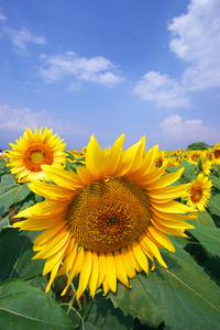 Canon EOS20D & Canon EF-S10-22mm F3.5-4.5 USM 北杜市明野 (2005/08/06)