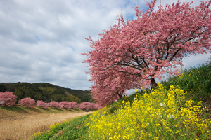 Canon EOS20D & Canon EF-S10-22mm F3.5-4.5 USM 南伊豆町