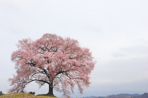 Canon EOS20D & SIGMA 18-50mm F2.8 EX DC 韮崎市