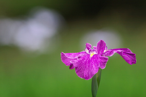 Canon EOS20D & Canon EF200mm F2.8L II USM 愛鷹広域公園