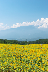 Canon EOS20D & Canon EF24-70mm F2.8L USM 北杜市明野