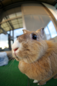 Canon EOS5D & SIGMA 15mm F2.8 EX DG DIAGONAL FISHEYE ウサ子