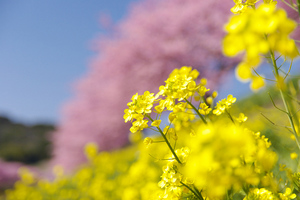 SIGMA 18-50mm F2.8 EX DC 南伊豆町