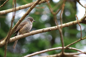 Canon EF200mm F2.8L II USM(1.4倍) 愛鷹広域公園