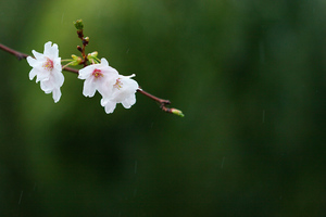 Canon EF100mm F2.8 マクロ USM 愛鷹運動公園