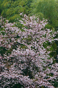 Canon EF100mm F2.8 マクロ USM 愛鷹運動公園