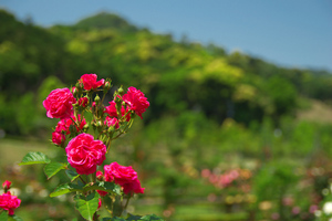 SIGMA 18-50mm F2.8 EX DC 河津バガデル公園