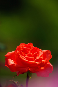 Canon EF200mm F2.8L II USM 河津バガデル公園