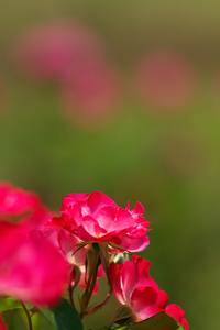 Canon EF200mm F2.8L II USM 河津バガデル公園