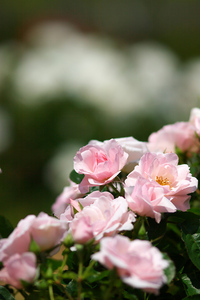 Canon EF200mm F2.8L II USM 河津バガデル公園