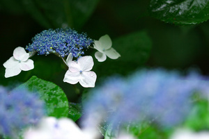 EF100mm F2.8 マクロ USM 愛鷹運動公園