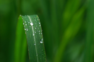 EF100mm F2.8 マクロ USM 愛鷹運動公園