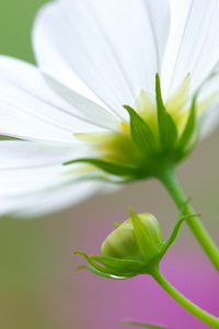 Canon EF100mm F2.8 マクロ USM 花の都公園