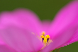 Canon EF100mm F2.8 マクロ USM 花の都公園